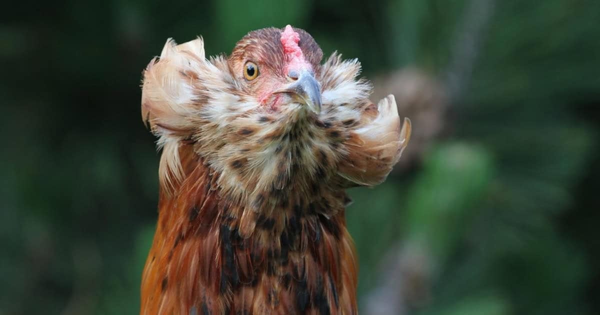 Araucana Chicken