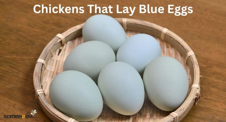 Chickens That Lay Blue Eggs