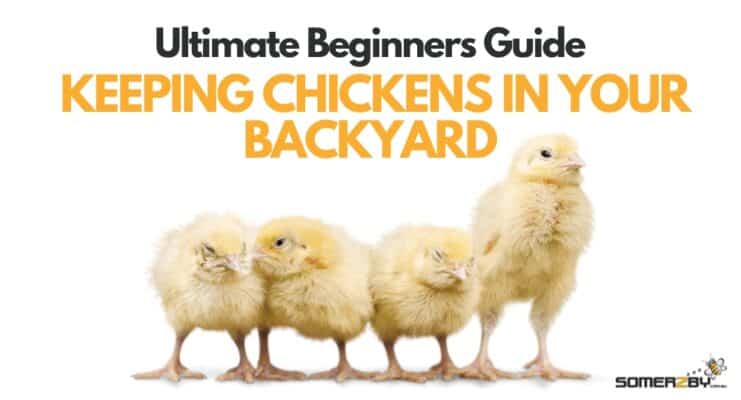 Ultimate Beginners Guide to Keeping Chickens in Your Backyard