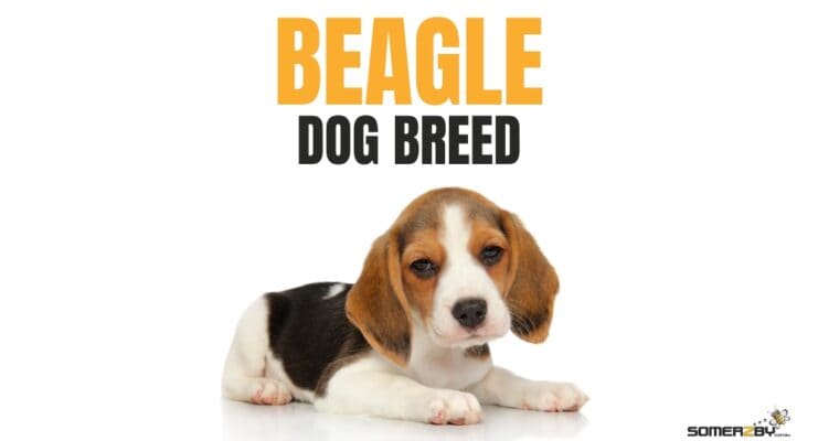 Beagle Dog Breed