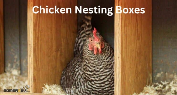 Chicken Nesting Boxes
