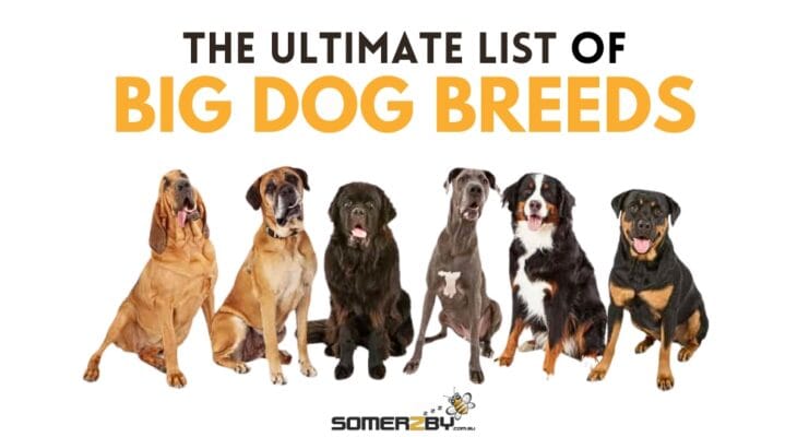 Ultimate List of Big Dog Breeds