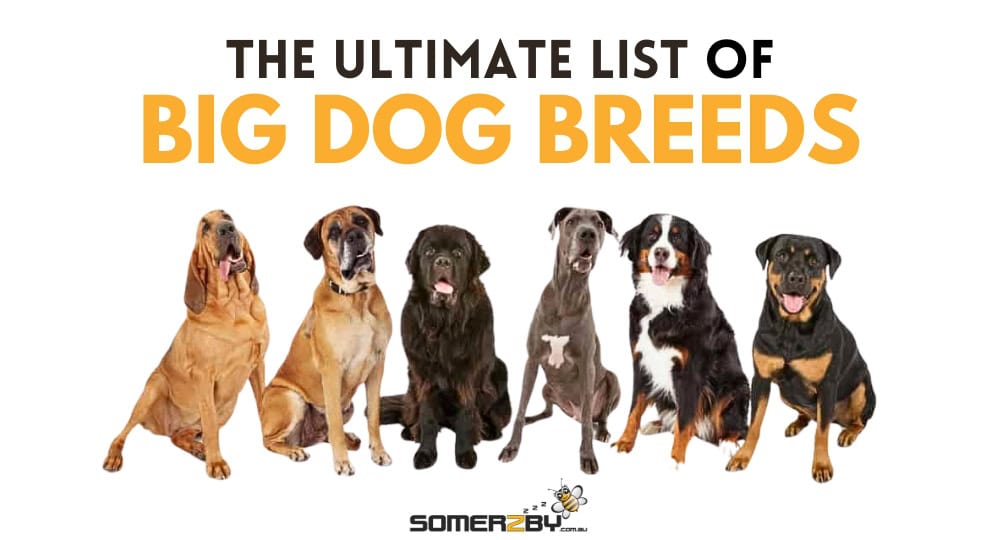 Ultimate List of Big Dog Breeds