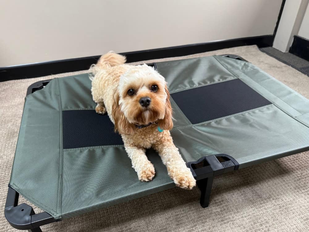 Somerzby Trampoline Dog Bed - Cavoodle on Large Green