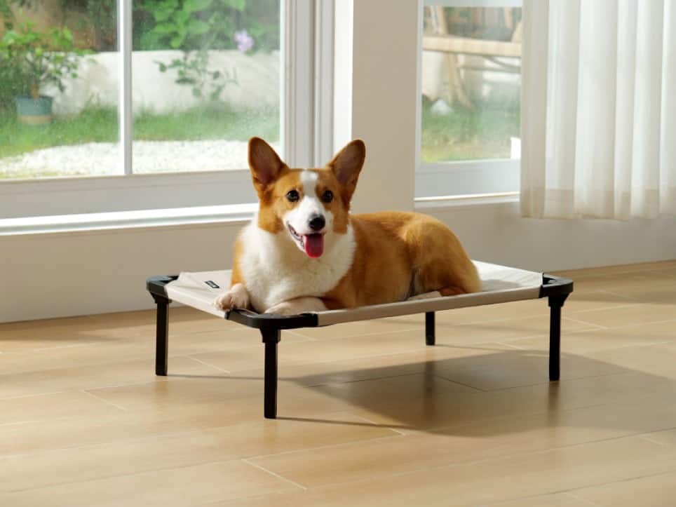 Trampoline Dog Bed - Used indoors