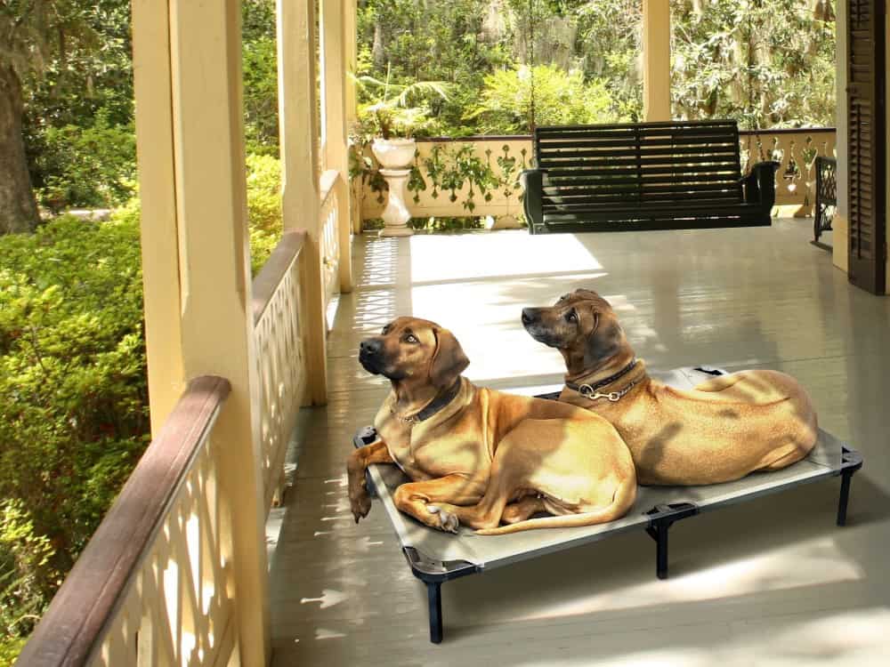 Trampoline Dog Bed - Used outdoors