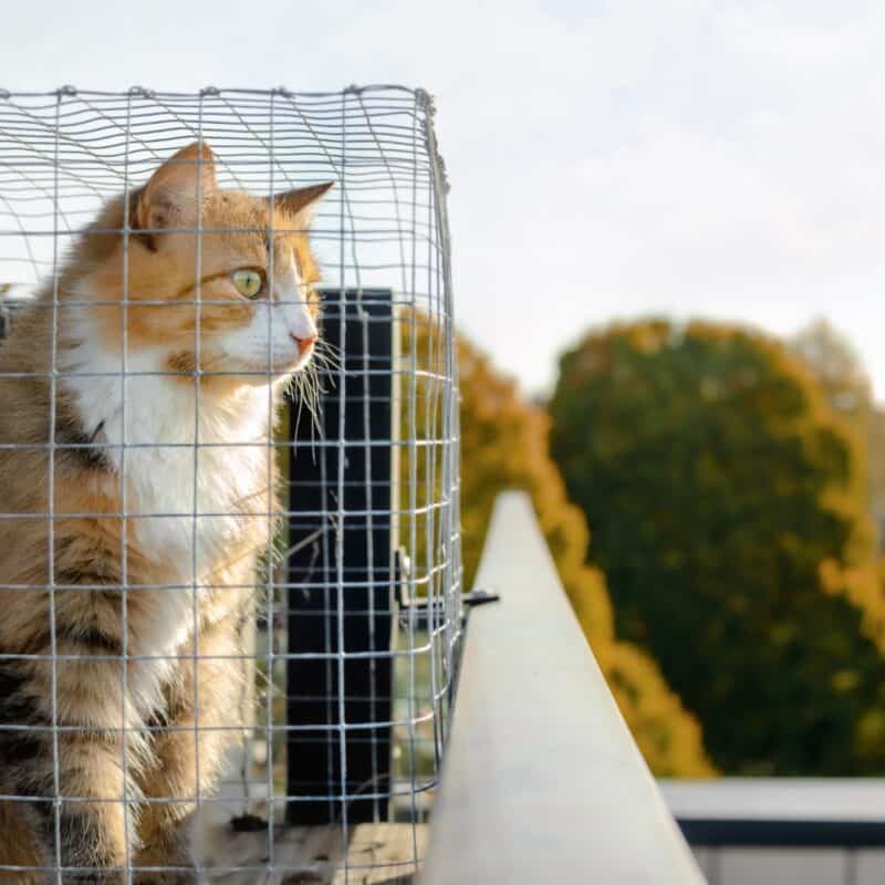 Compact Metal Cat Runs