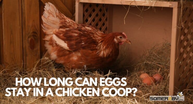 How Long Can Eggs Stay in a Chicken Coop