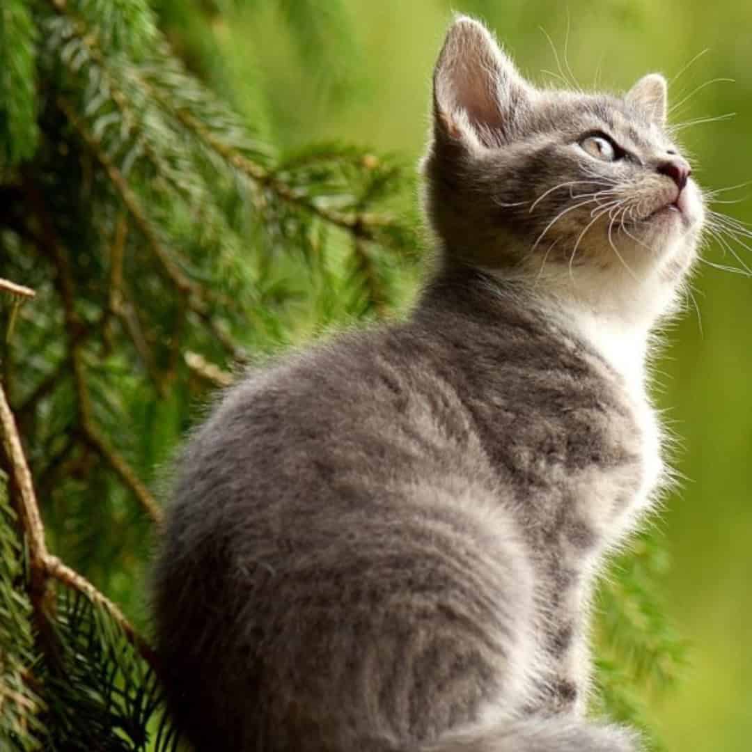 Kitten on rock outdoors