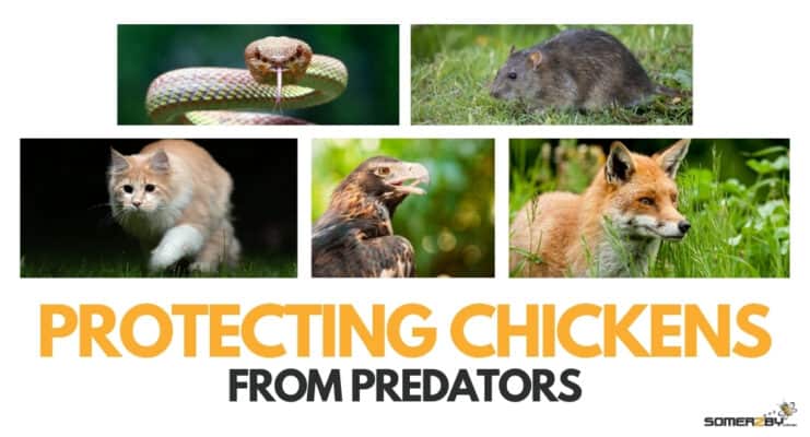 Protecting Chickens from Predators
