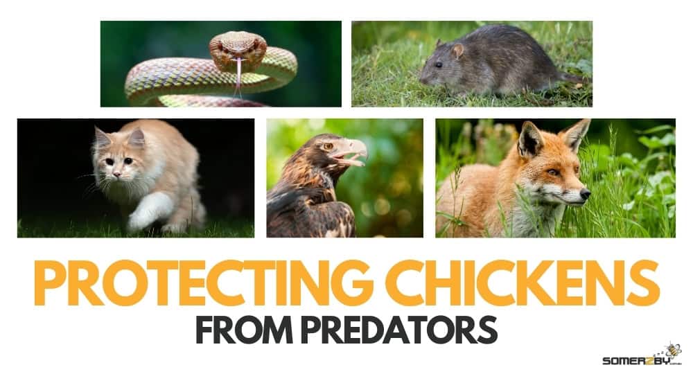 Protecting Chickens from Predators